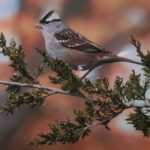 Jesse Strong_White-crowned Sparrow in Autumn